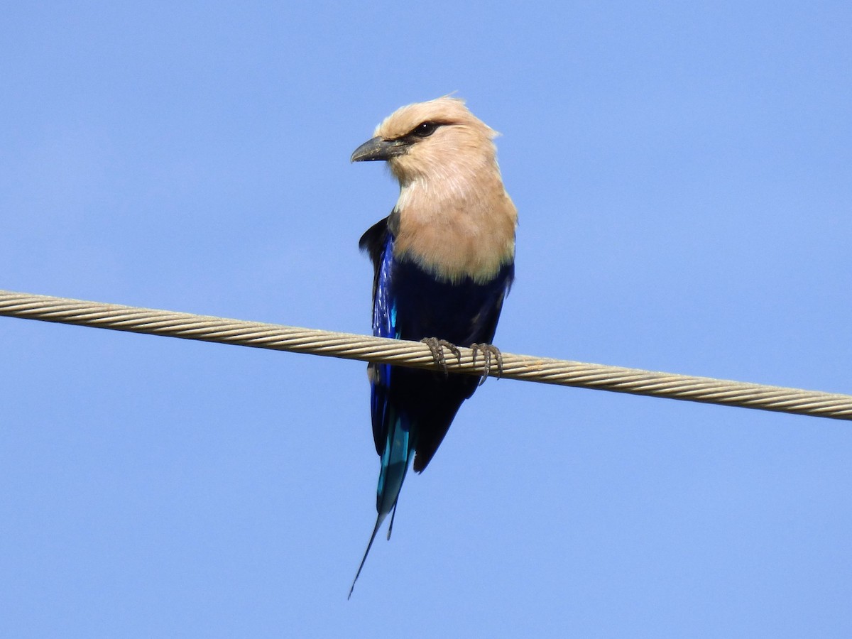 Blue-bellied Roller - ML646507891
