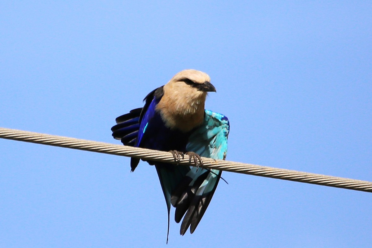 Blue-bellied Roller - ML646507892