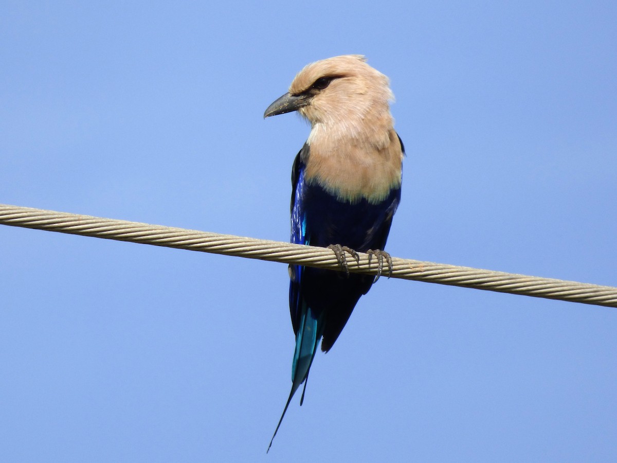 Blue-bellied Roller - ML646507893