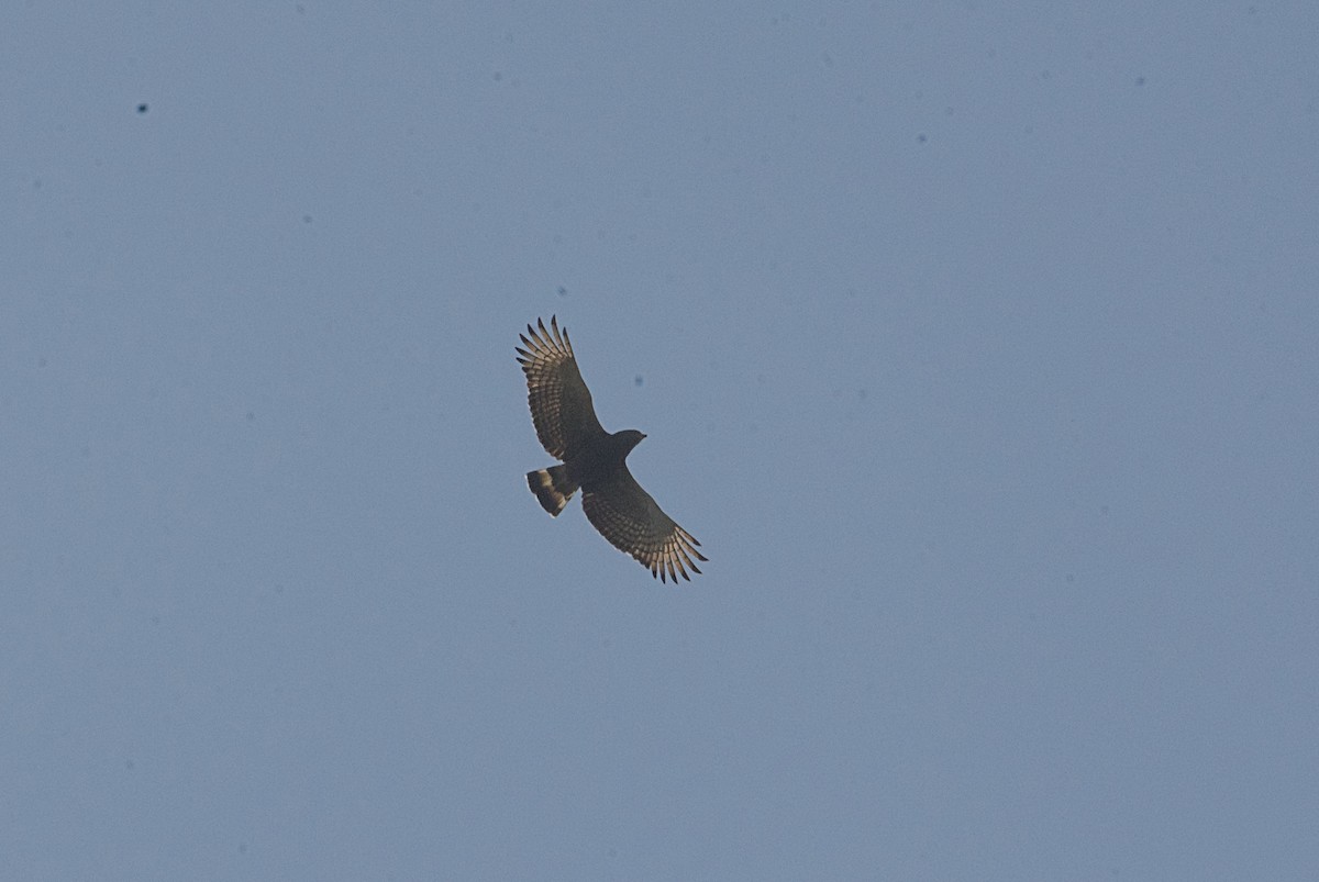 Western Banded Snake-Eagle - ML646507894