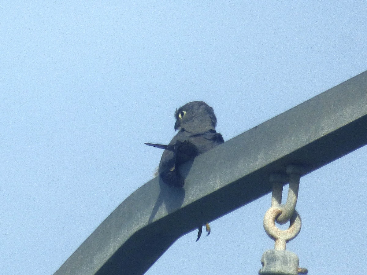 Gray Kestrel - ML646507897