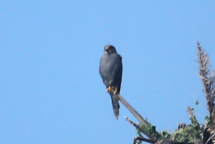 Gray Kestrel - ML646507898