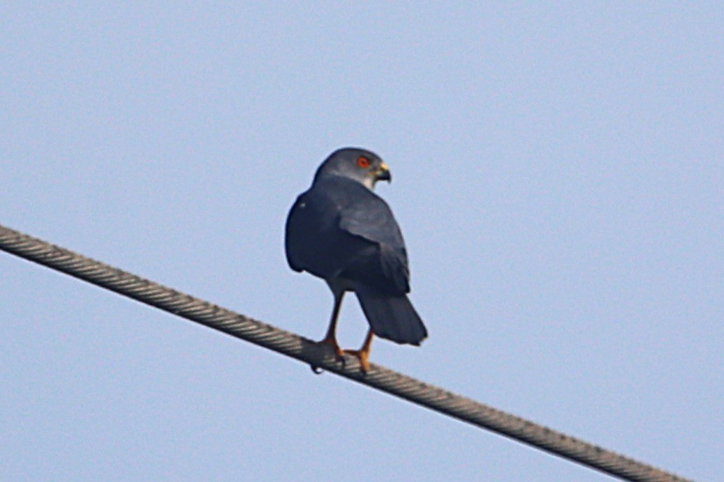 Gray Kestrel - ML646507899