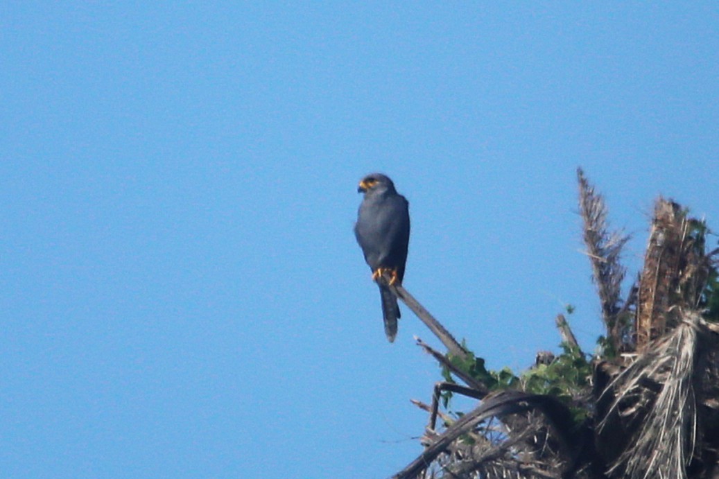 Gray Kestrel - ML646507900