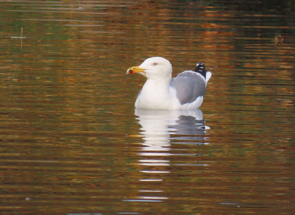 Yellow-legged Gull - ML646507901
