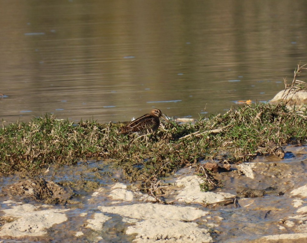 田鷸 - ML646507902