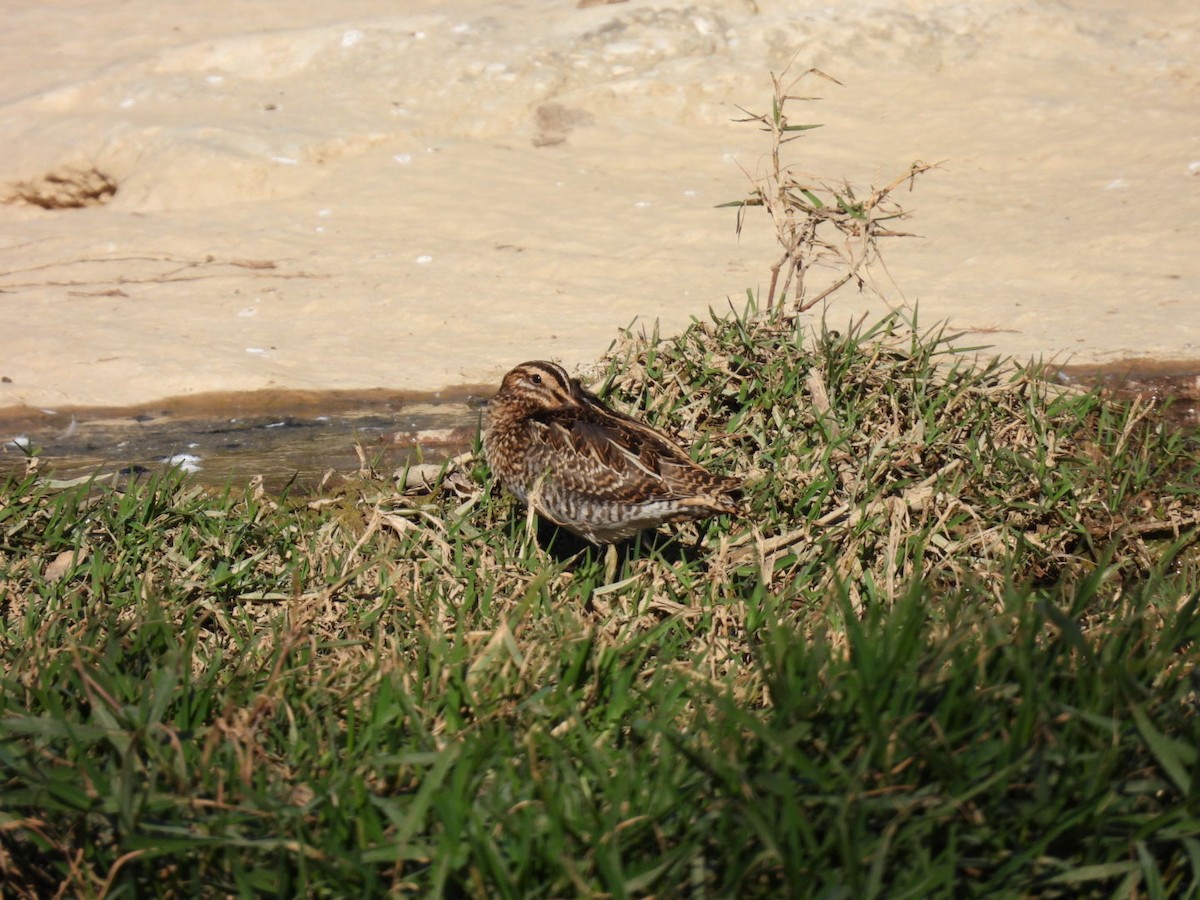 田鷸 - ML646507903