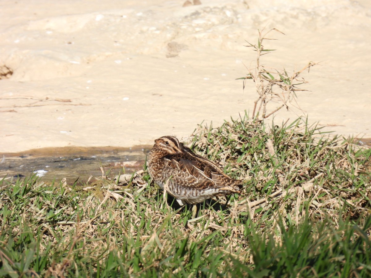 田鷸 - ML646507904