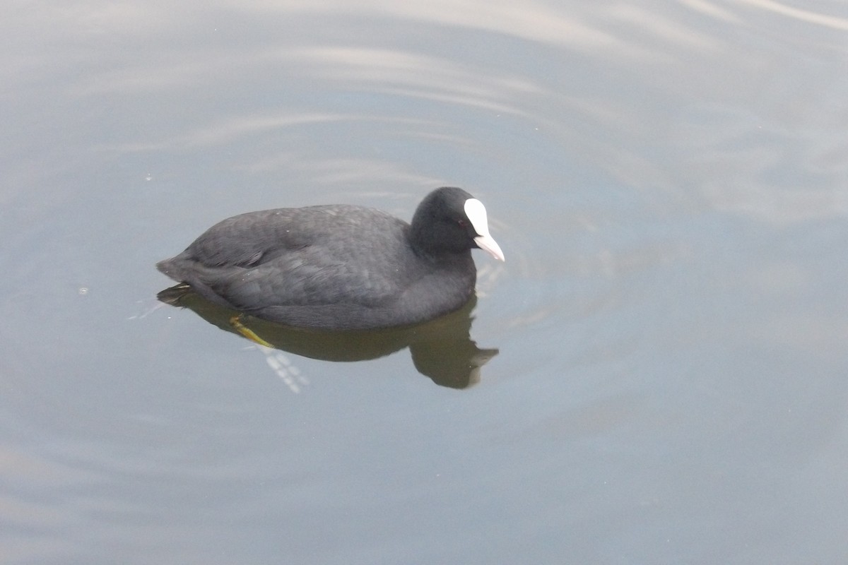 白冠雞 - ML646507905