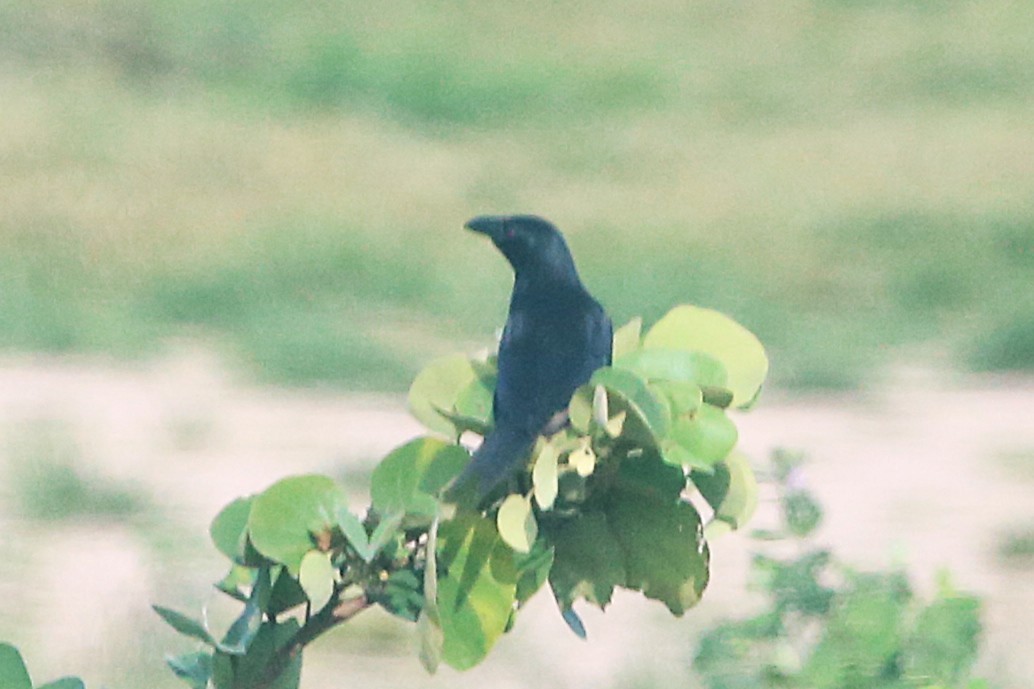 Piapiac - ML646507906