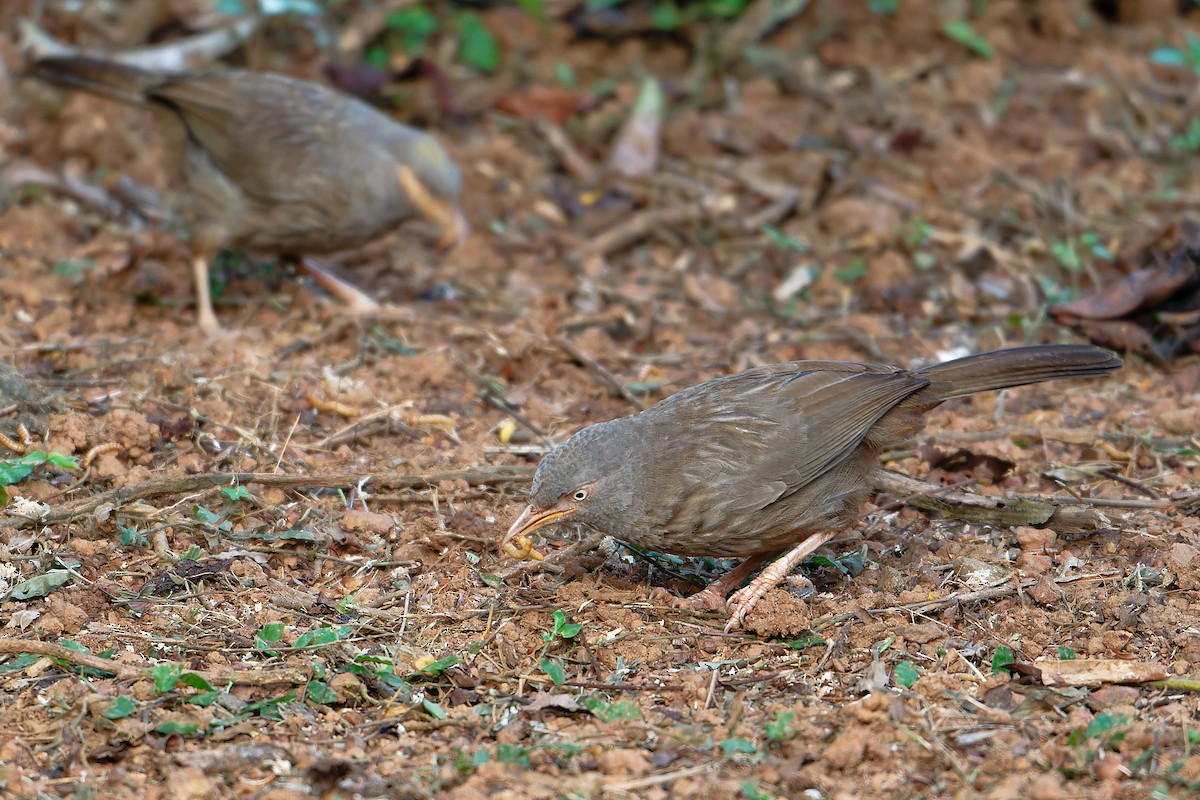 Jungle Babbler - ML646507907