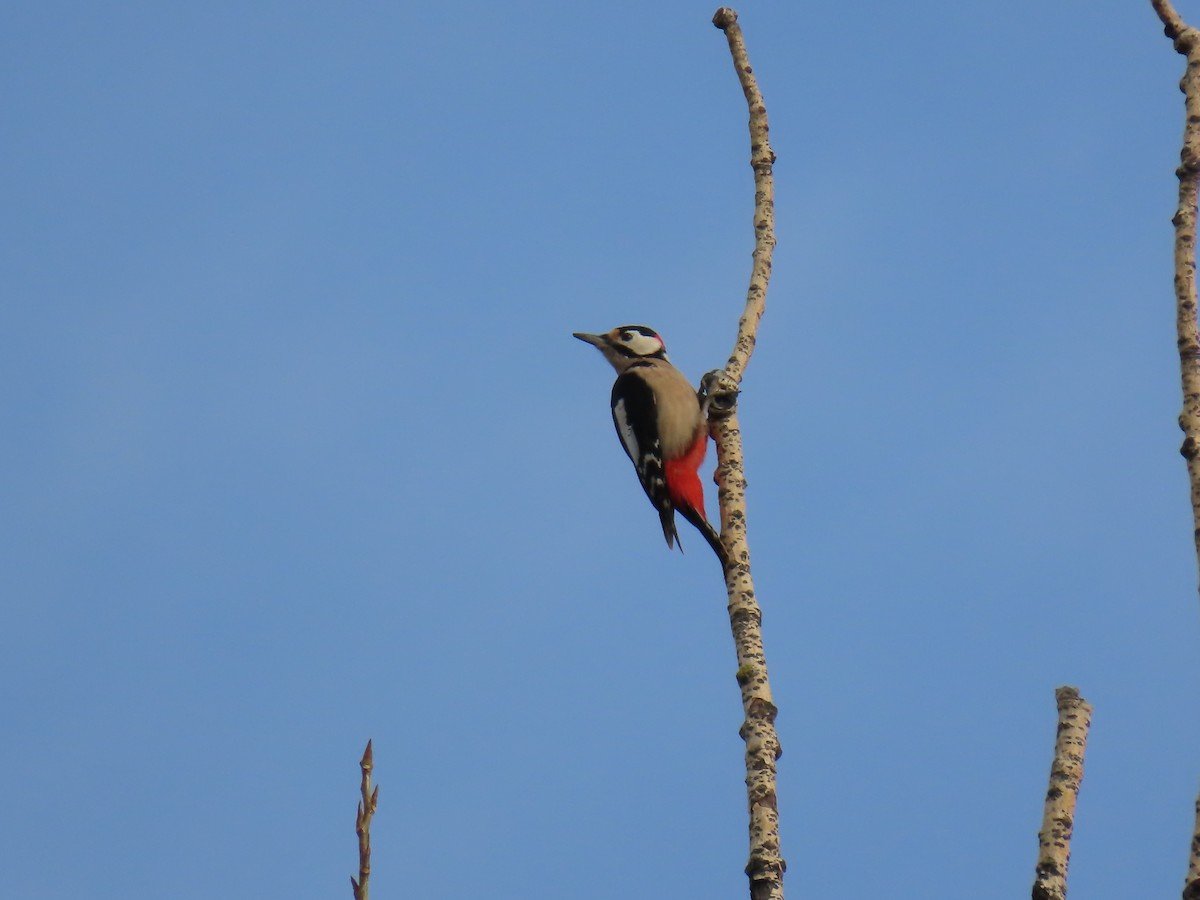 Great Spotted Woodpecker - ML646507908