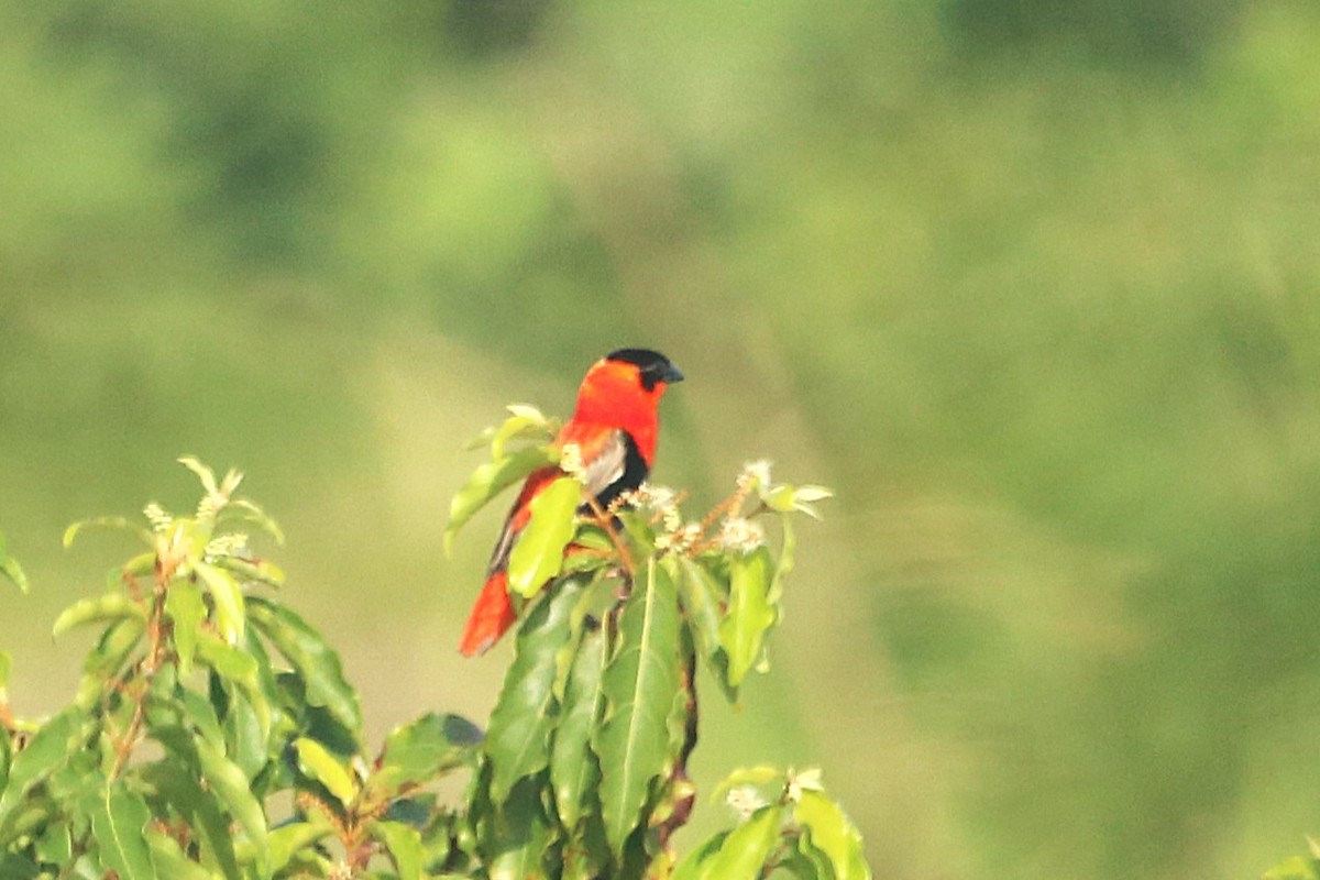 Northern Red Bishop - ML646507909
