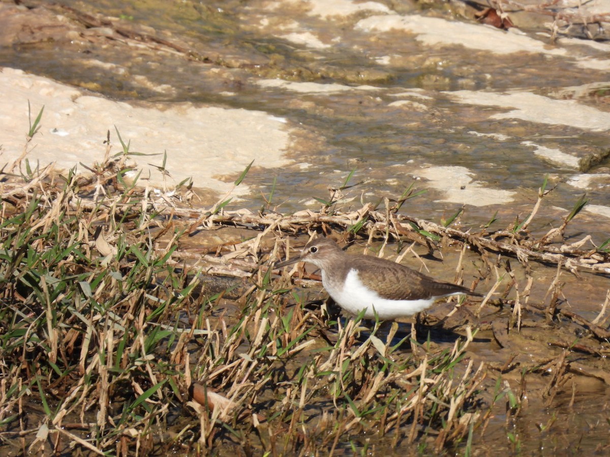 磯鷸 - ML646507910