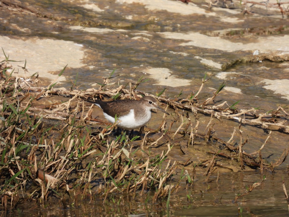 磯鷸 - ML646507911