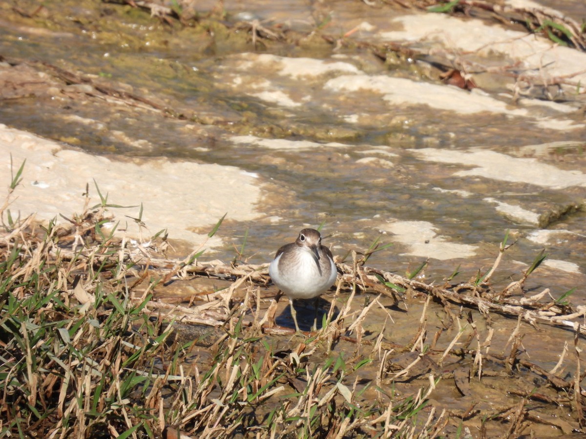 磯鷸 - ML646507912