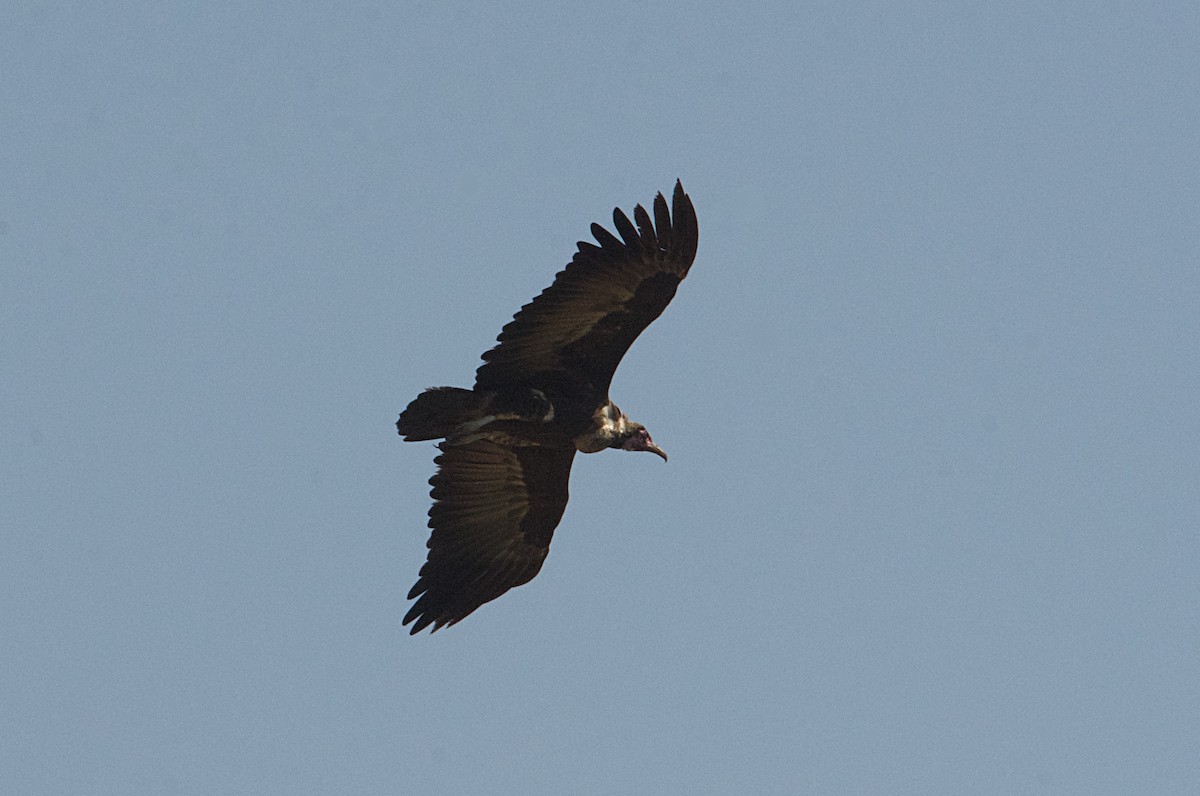 Hooded Vulture - ML646507913