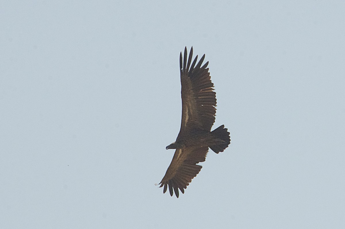 White-backed Vulture - ML646507914