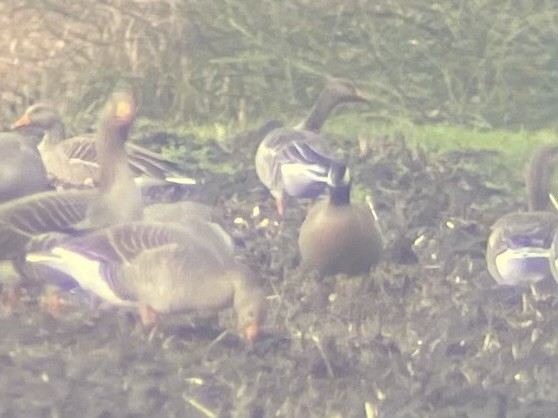 Cackling Goose - ML646507915