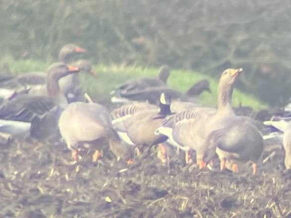 Cackling Goose - ML646507916