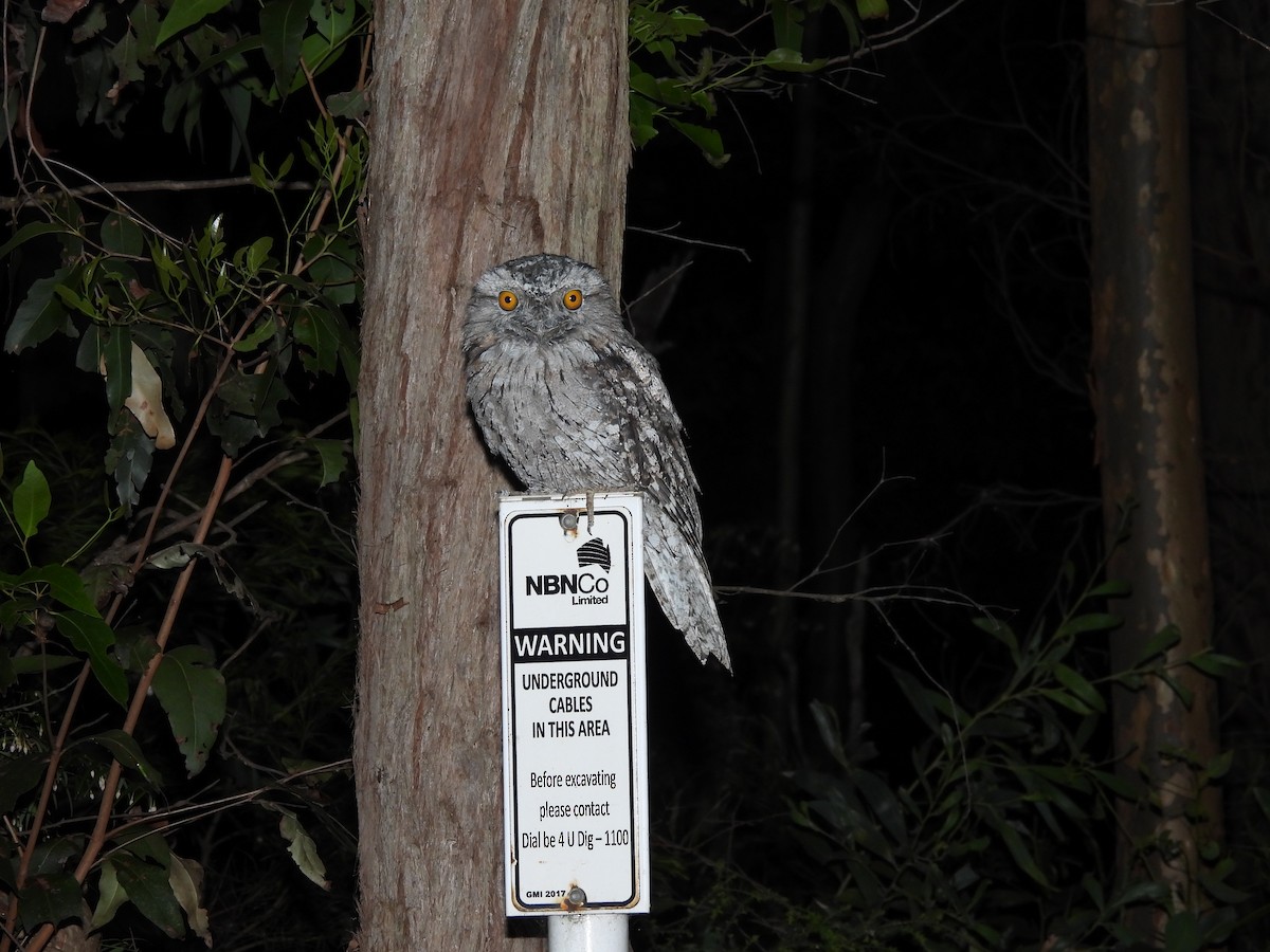 Tawny Frogmouth - ML646507917