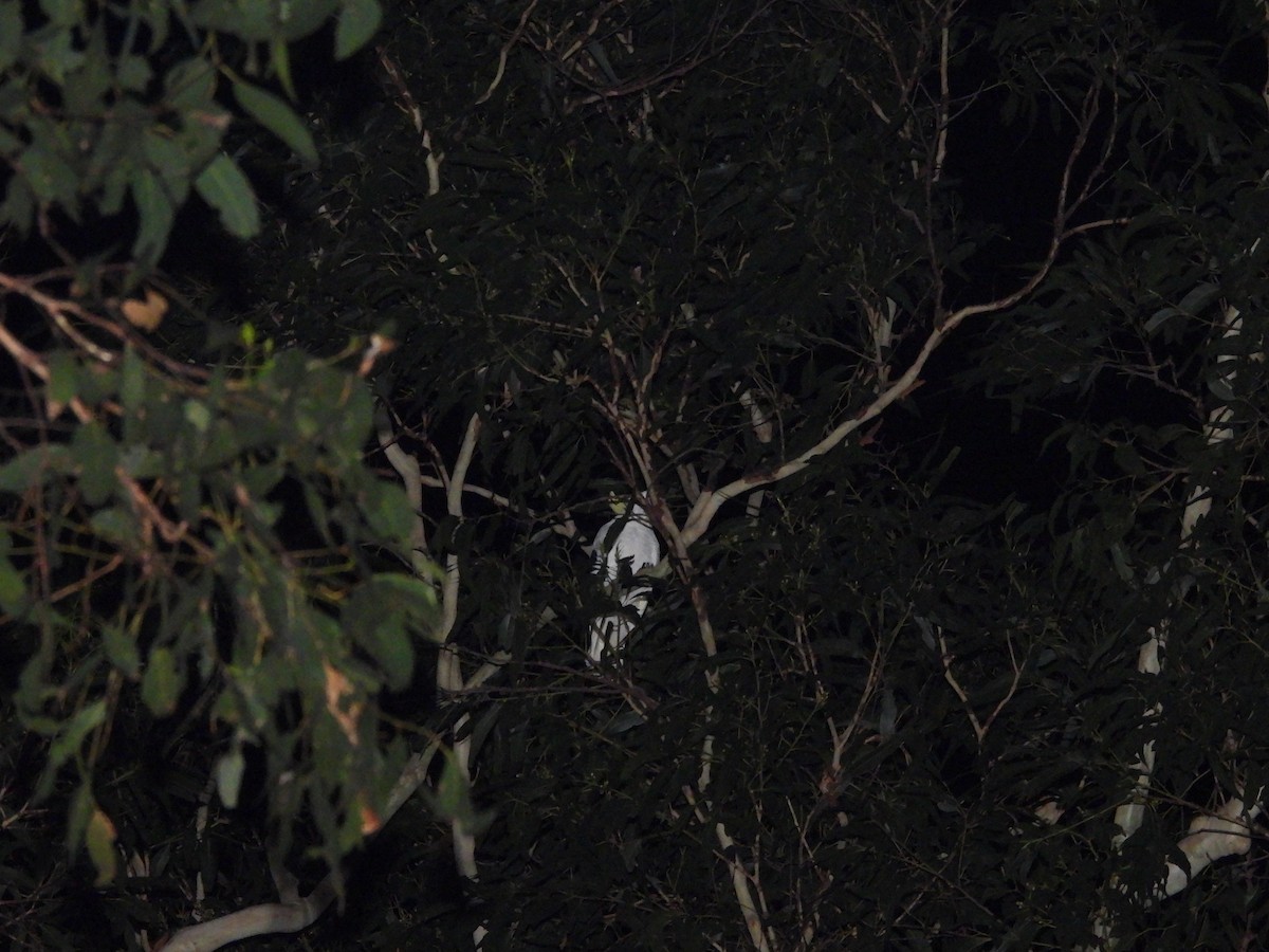 葵花鳳頭鸚鵡 - ML646507918