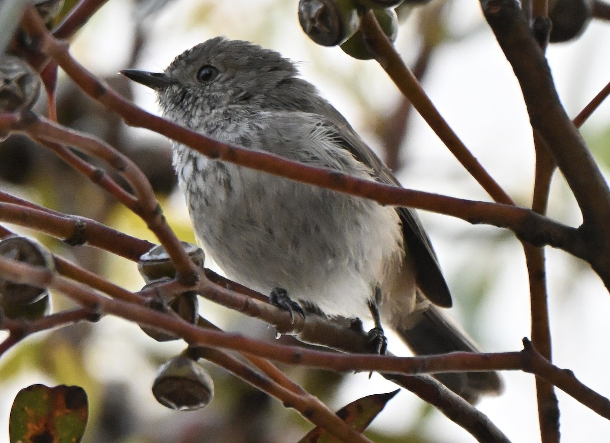 Acantiza Apical - ML646507923