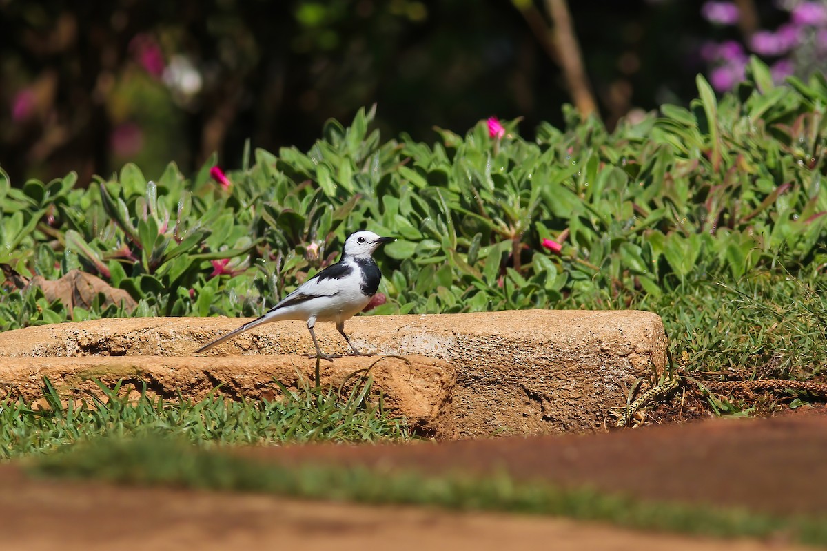 白鶺鴒 - ML646507928