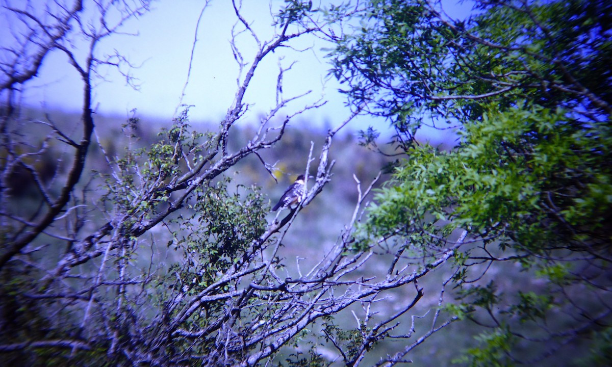 Kuku mottoduna - ML646507936