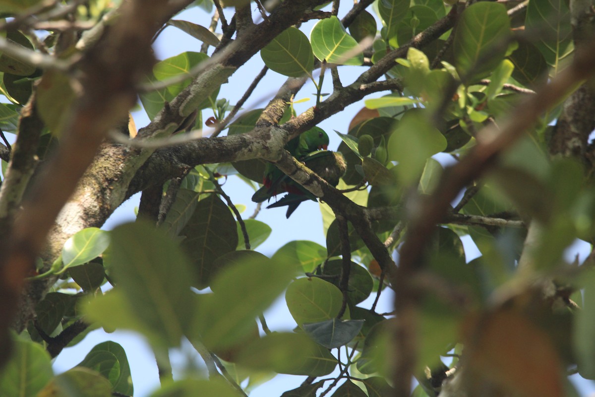 ミドリサトウチョウ - ML646507937