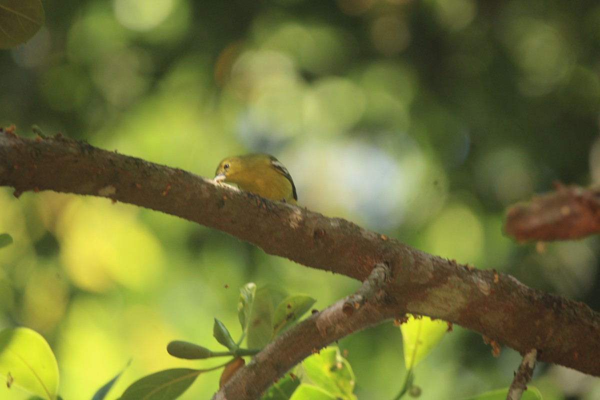 ヒメコノハドリ - ML646507941