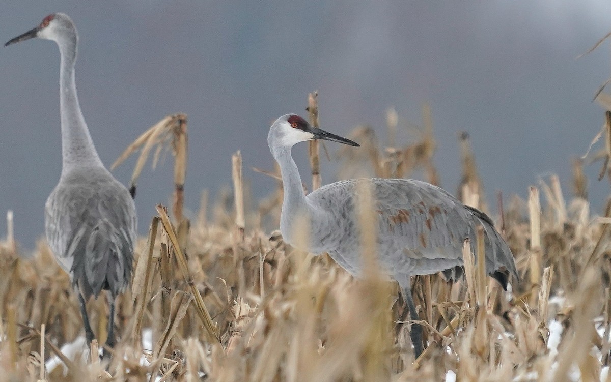 Sandhill Crane - ML646507942