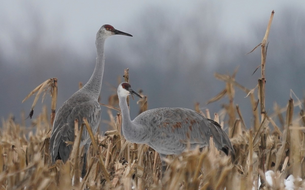 Sandhill Crane - ML646507943