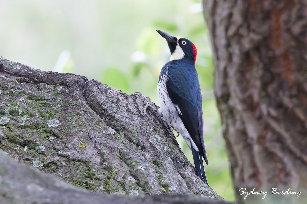 Acorn Woodpecker - ML646507946