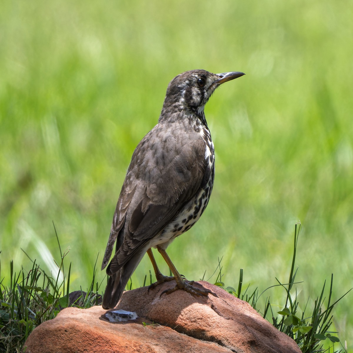 Groundscraper Thrush - ML646507949