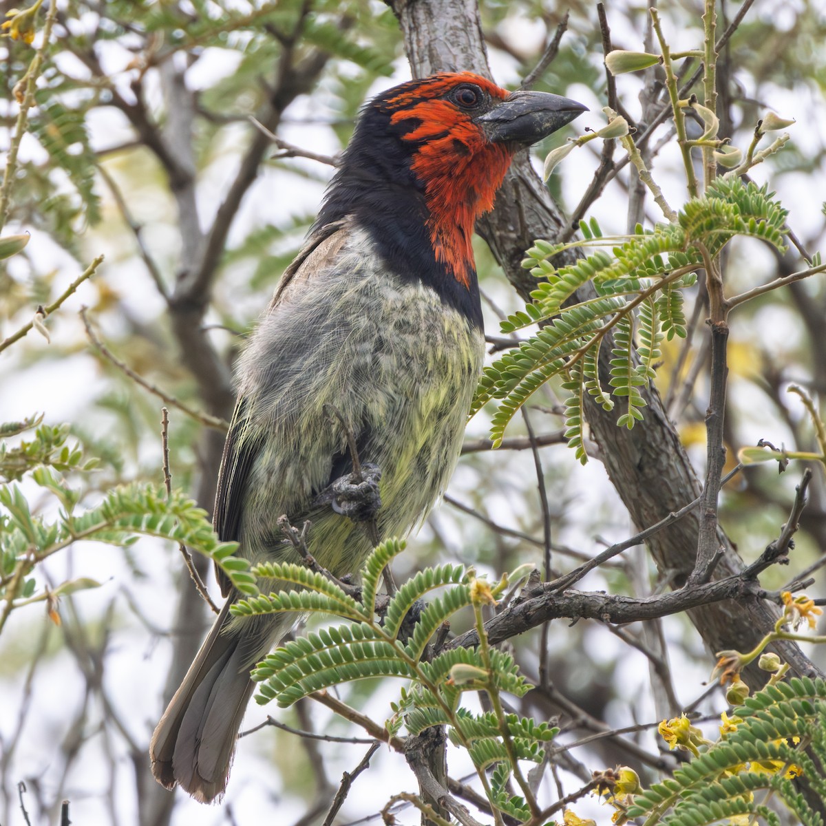 Black-collared Barbet - ML646507952