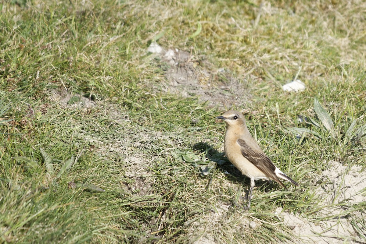 Collalba Gris - ML646507955