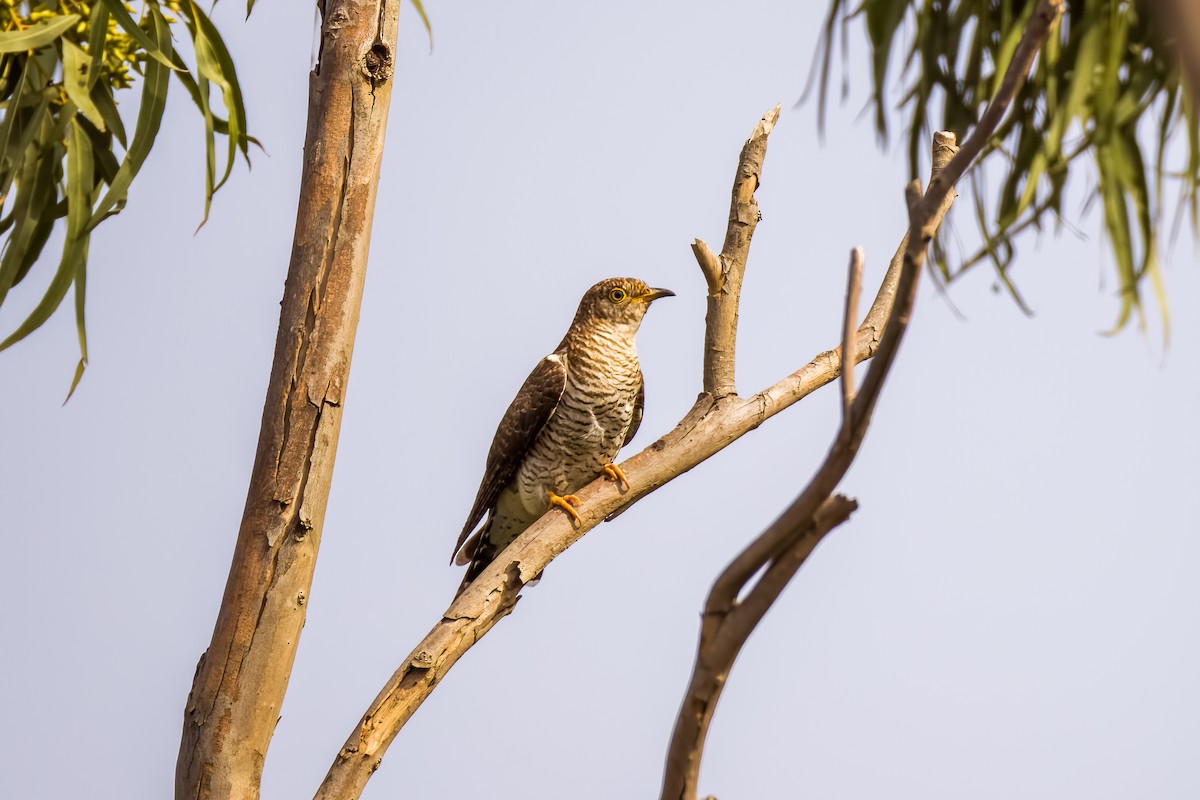 Common Cuckoo - ML646507956