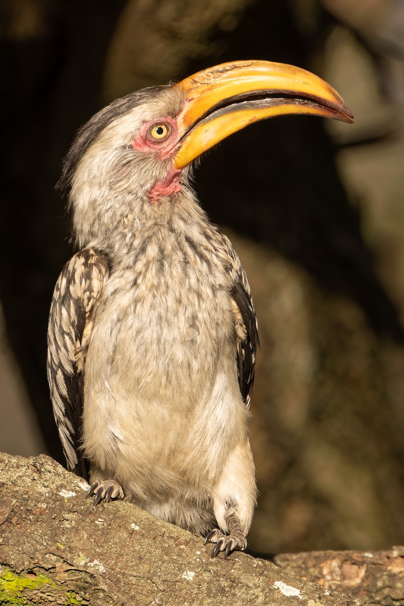 Southern Yellow-billed Hornbill - ML646507957