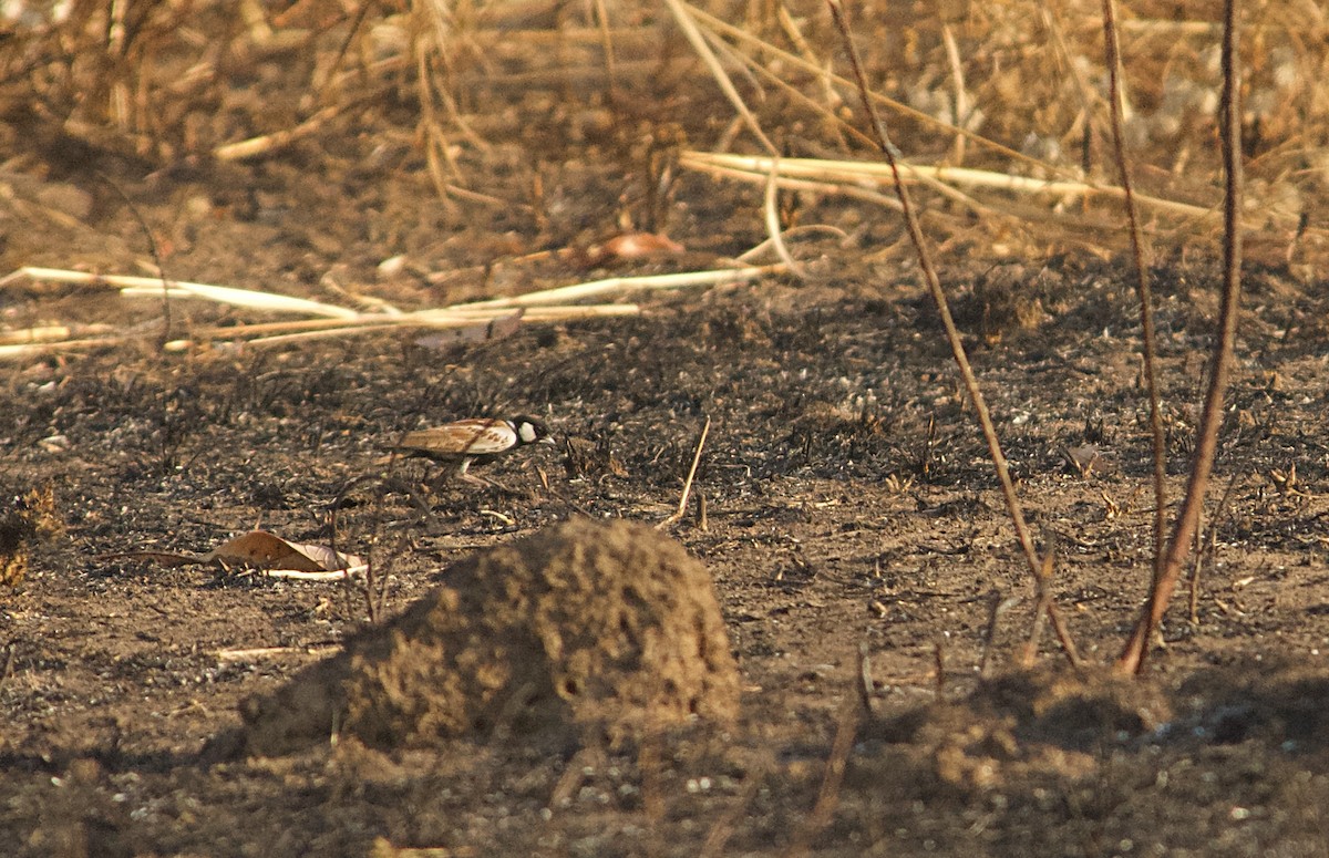 skřivan bělouchý - ML646507958