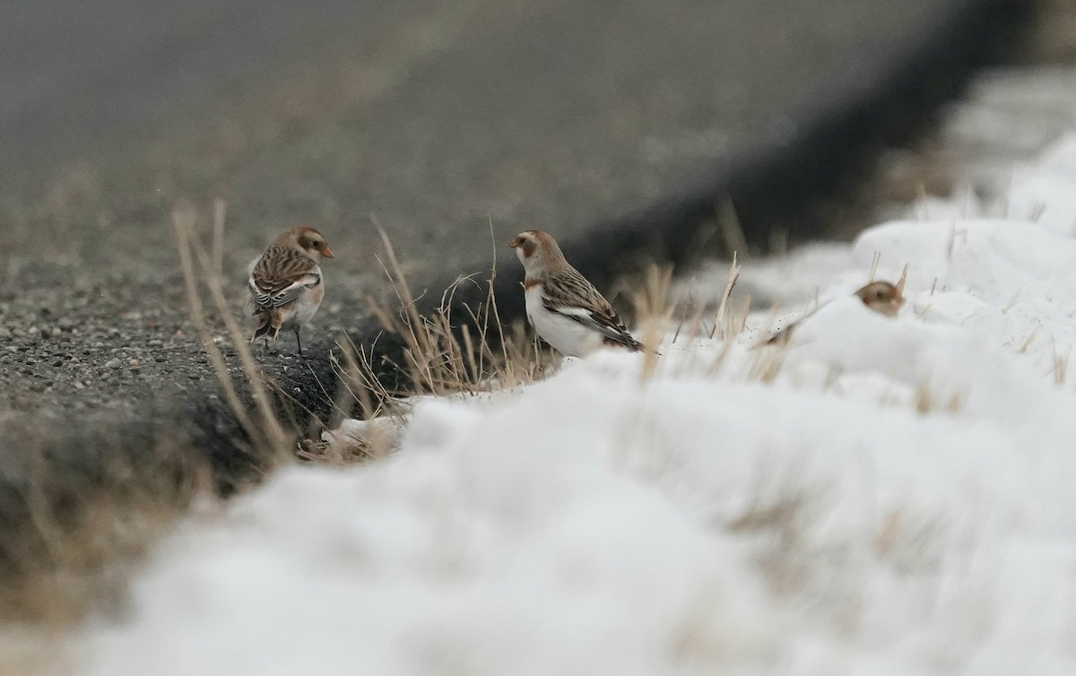 Snow Bunting - ML646507960