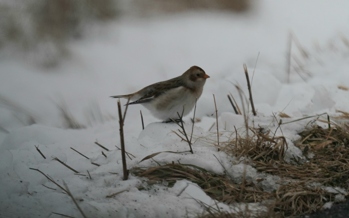 Snow Bunting - ML646507961