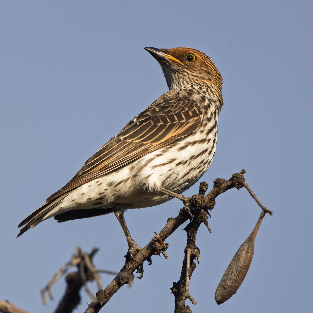 Violet-backed Starling - ML646507963