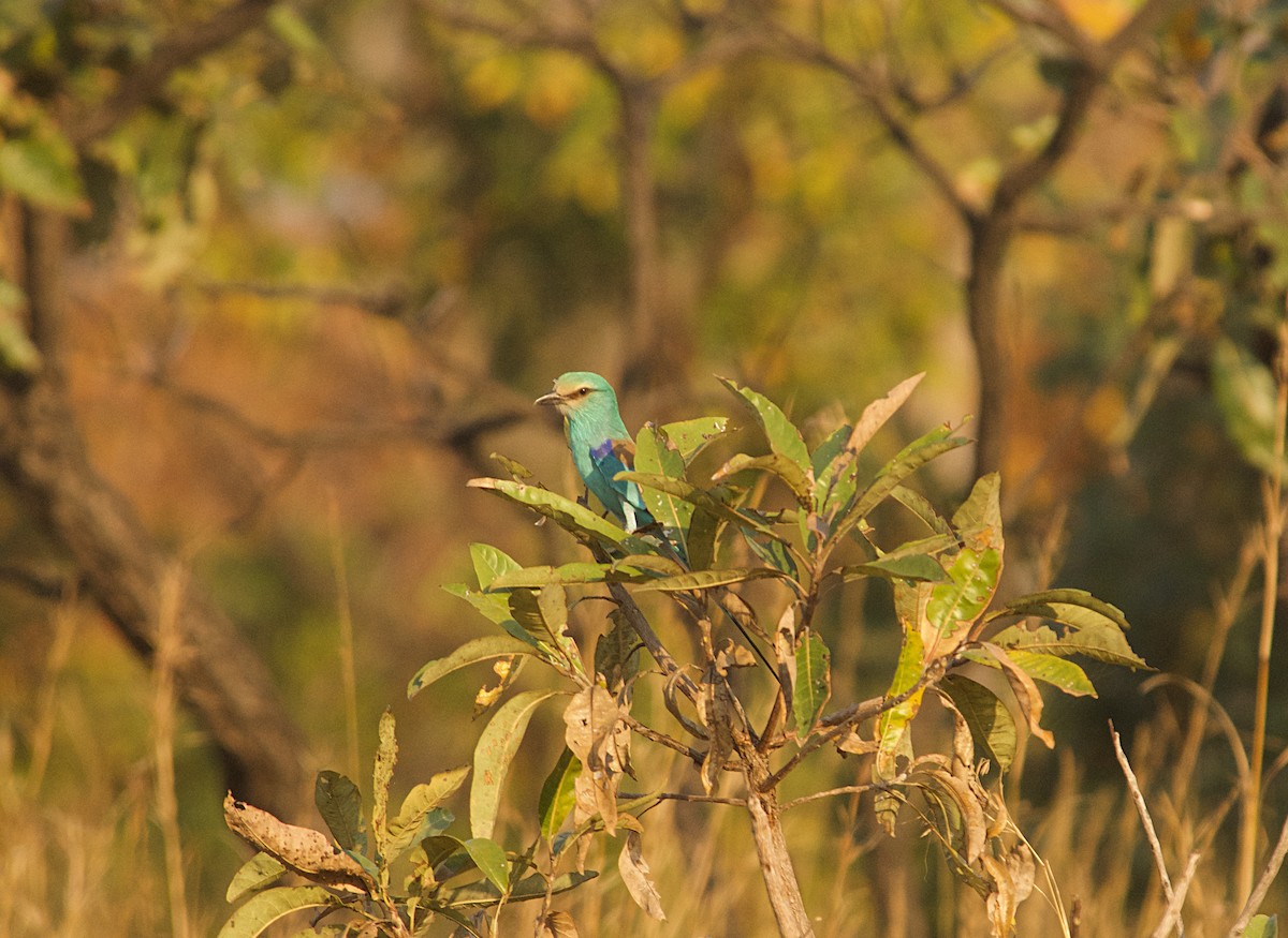 Abyssinian Roller - ML646507964