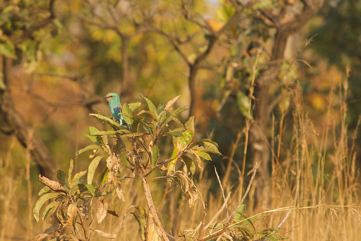 Abyssinian Roller - ML646507965