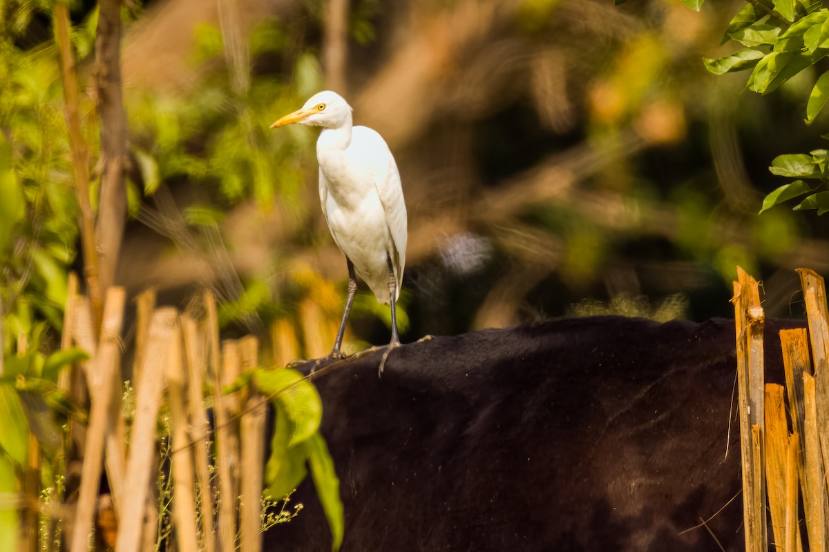 Eastern Cattle-Egret - ML646507966