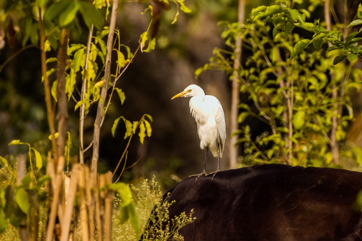 Eastern Cattle-Egret - ML646507967