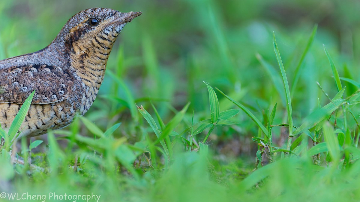 Холтсон гоётуул - ML646507968