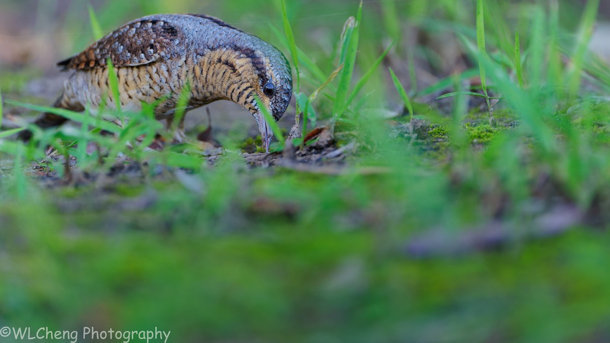 Холтсон гоётуул - ML646507969