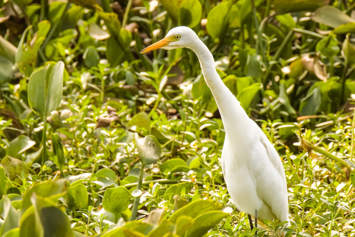 Medium Egret - ML646507973